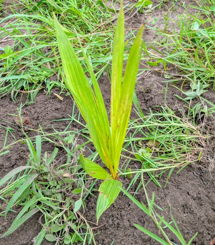 Tree planting